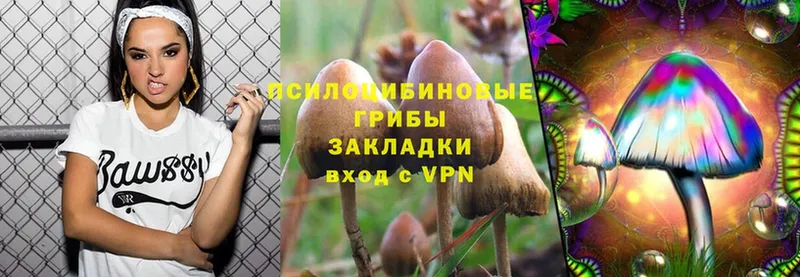 Галлюциногенные грибы Psilocybe  купить   Ульяновск 